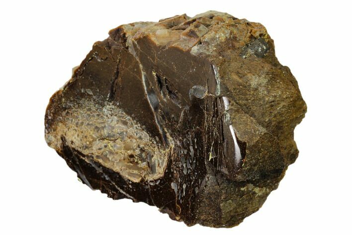 Polished Dinosaur Bone (Gembone) Section - Utah #151440